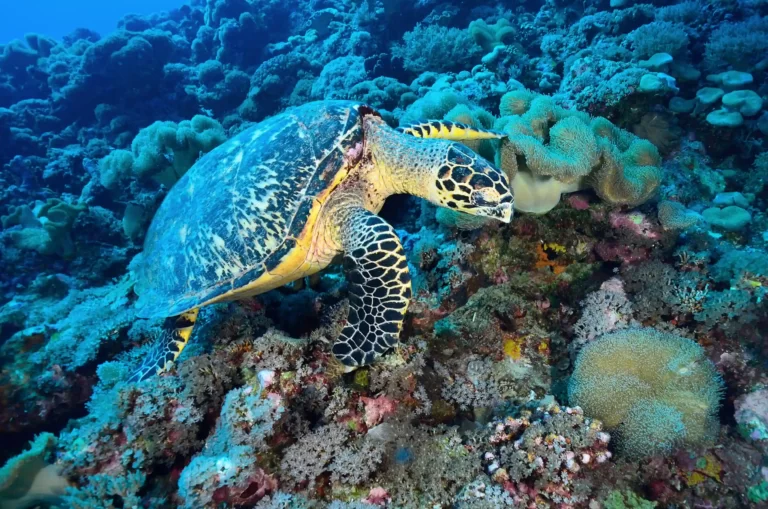 Dive into Paradise: Best Komodo Diving Spots Guide