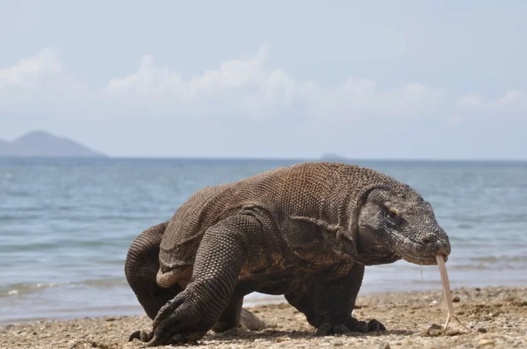 Majestic Giants: Komodo Dragons' Behavior and Habitat